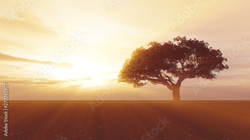 tree in the meadow sunset