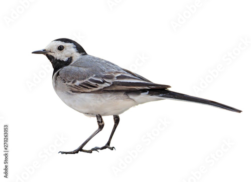 White Wagtail (Motacilla alba) on autumn, isolated on White background