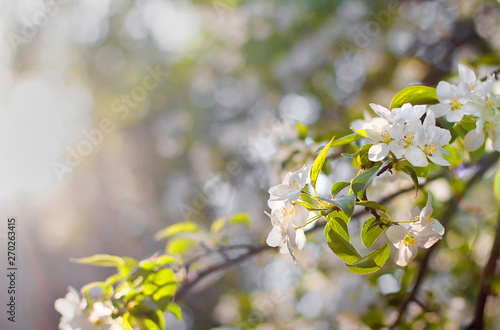 white apple flowers on a branch. apple flowers background 