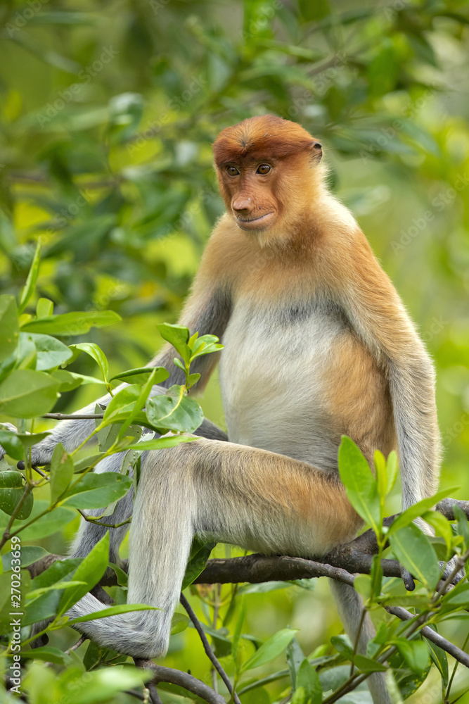 Obraz premium Proboscis monkey (Nasalis larvatus) or long-nosed monkey, known as the bekantan in Indonesia, is a reddish-brown arboreal Old World monkey with an unusually large nose. It is endemic to Borneo