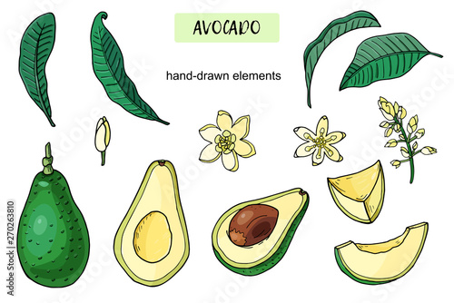 Set of realistic avocado.Summer tropical food for healthy lifestyle.Cartoon Whole fruit,half,leaf,flower