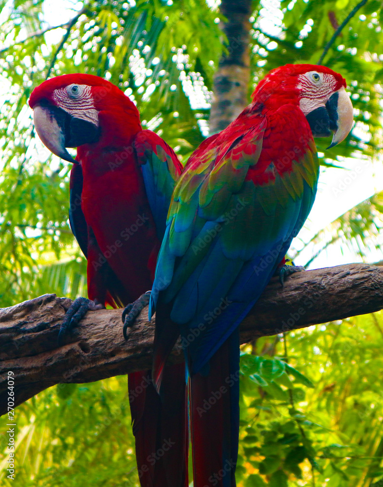 Beautiful colorful Parrot and Macaw bird  in the nature tropical  zoo  