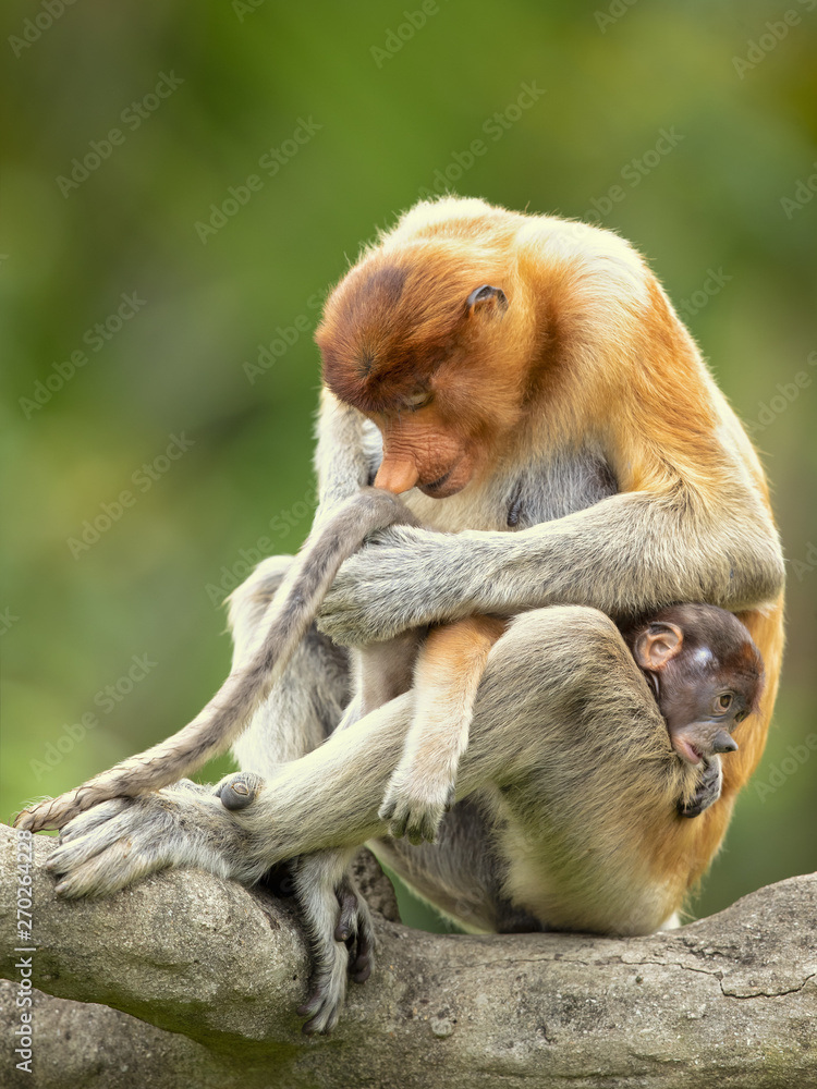 Naklejka premium Proboscis monkey (Nasalis larvatus) or long-nosed monkey, known as the bekantan in Indonesia, is a reddish-brown arboreal Old World monkey with an unusually large nose. It is endemic to Borneo