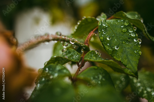 raindrops on leaves