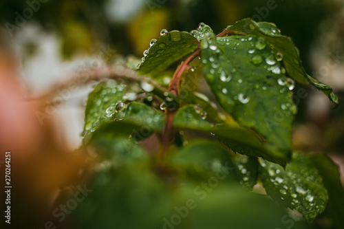 raindrops on leaf
