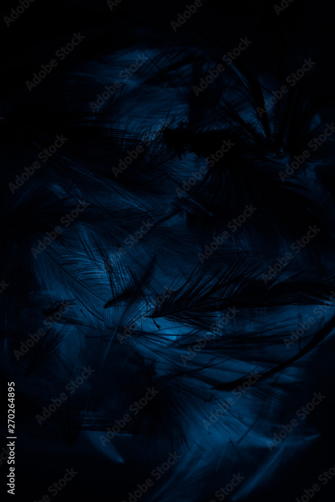 Beautiful abstract colorful blue and black feathers wall pattern textures background and wallpaper art