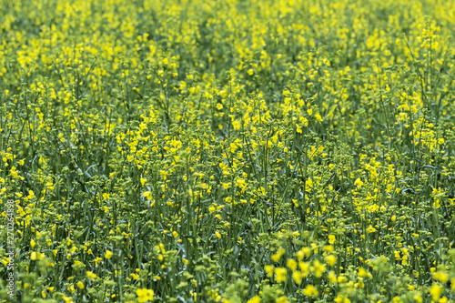 Rapeseed field, Blooming canola flowers close up. Rape on the field in summer.