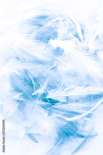 Beautiful abstract colorful white and blue light feathers wall pattern textures background and wallpaper art