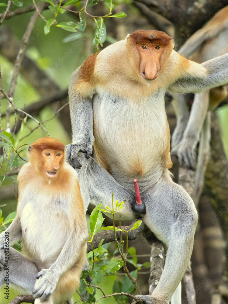 Fototapeta premium Proboscis monkey (Nasalis larvatus) or long-nosed monkey, known as the bekantan in Indonesia, is a reddish-brown arboreal Old World monkey with an unusually large nose. It is endemic to Borneo