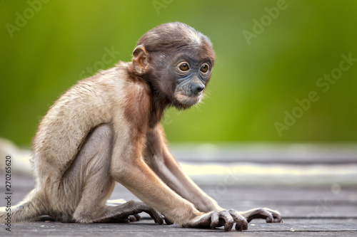 Photography Proboscis monkey (Nasalis larvatus) or long-nosed monkey, known as the bekantan in Indonesia, is a reddish-brown arboreal Old World monkey with an unusually large nose