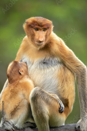 Proboscis monkey  Nasalis larvatus  or long-nosed monkey  known as the bekantan in Indonesia  is a reddish-brown arboreal Old World monkey with an unusually large nose. It is endemic to Borneo