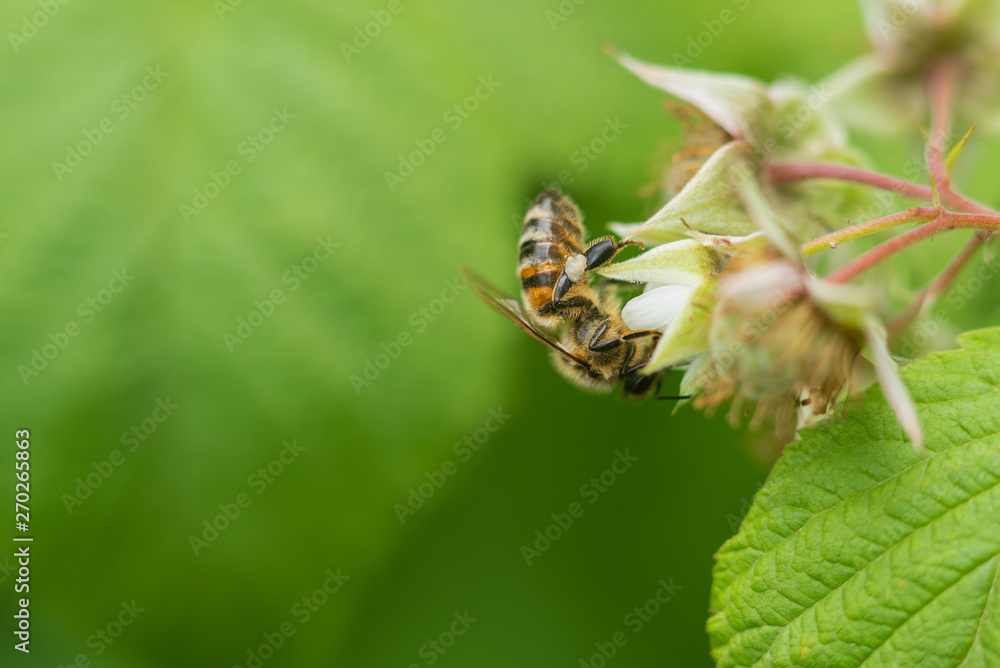 Bee on raspberry flower in the garden Bee on raspberry flower in the garden