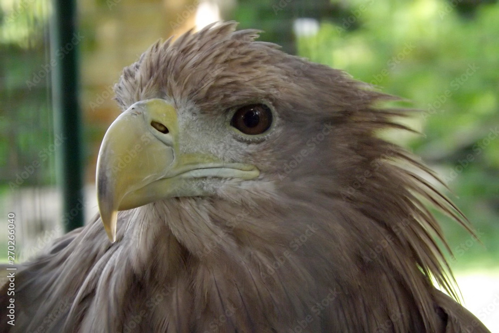 Fototapeta premium portrait of an eagle