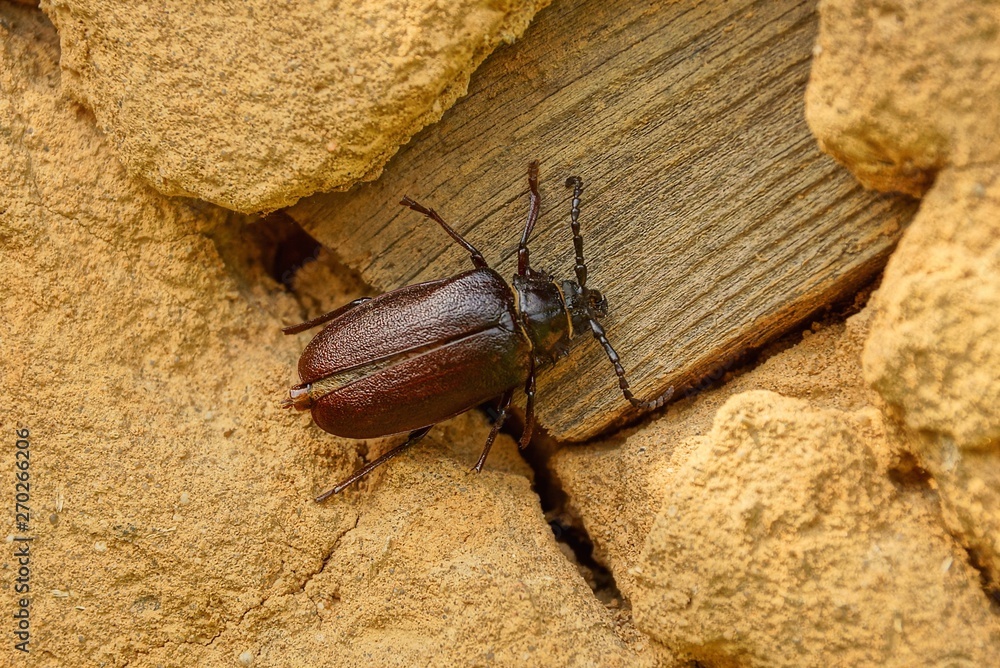 one brown beetle sits on a wall of dry clay and a wooden board one brown beetle sits on a wall of dry clay and a wooden board