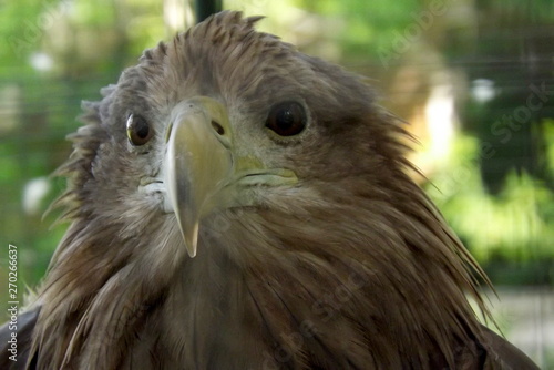 portrait of an eagle