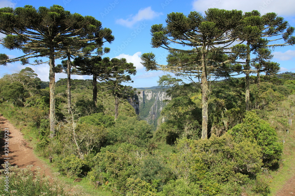 Canyon Canyon