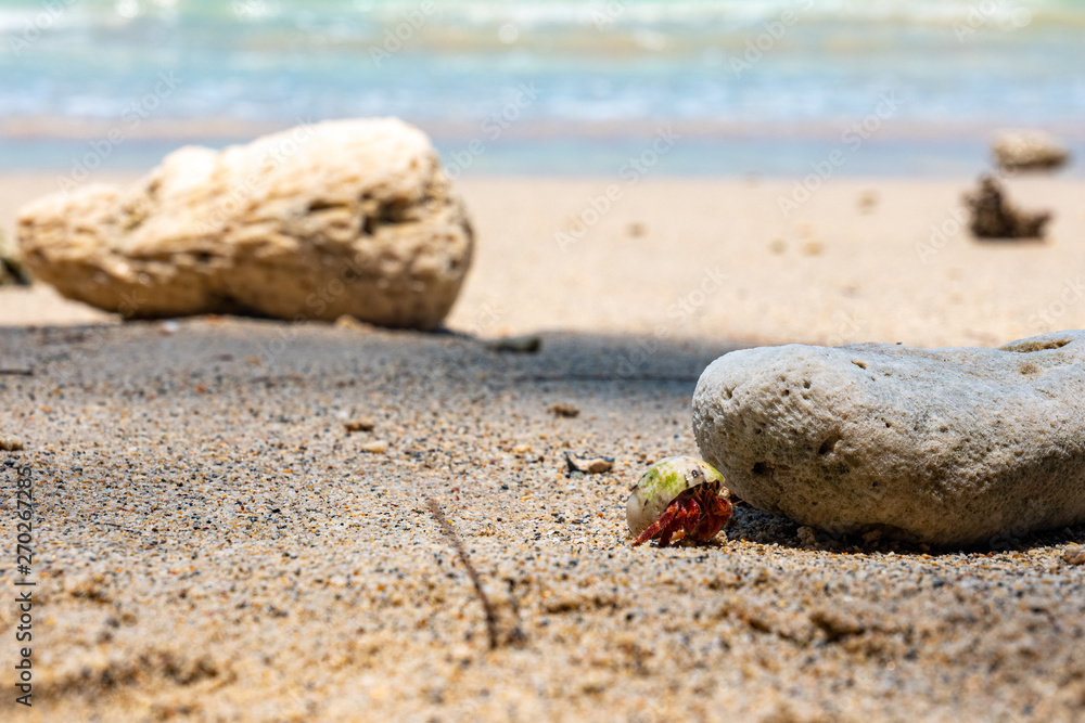 shell on the beach, Hermit crab , On the beach, Southeast Alive, Hide and Seek shell on the beach, Hermit crab , On the beach, Southeast Alive, Hide and Seek