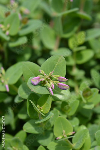 Myrtle-leaf milkwort