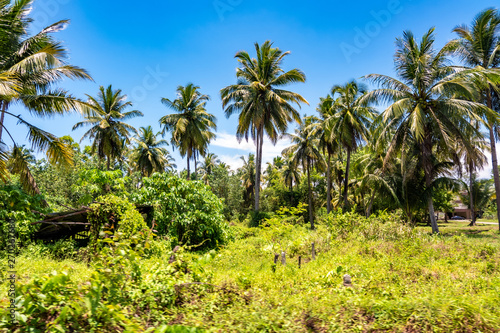 coconut palm trees on beach 