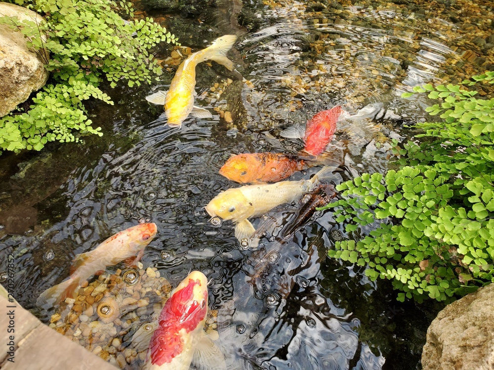 Koi Fish Koi Fish