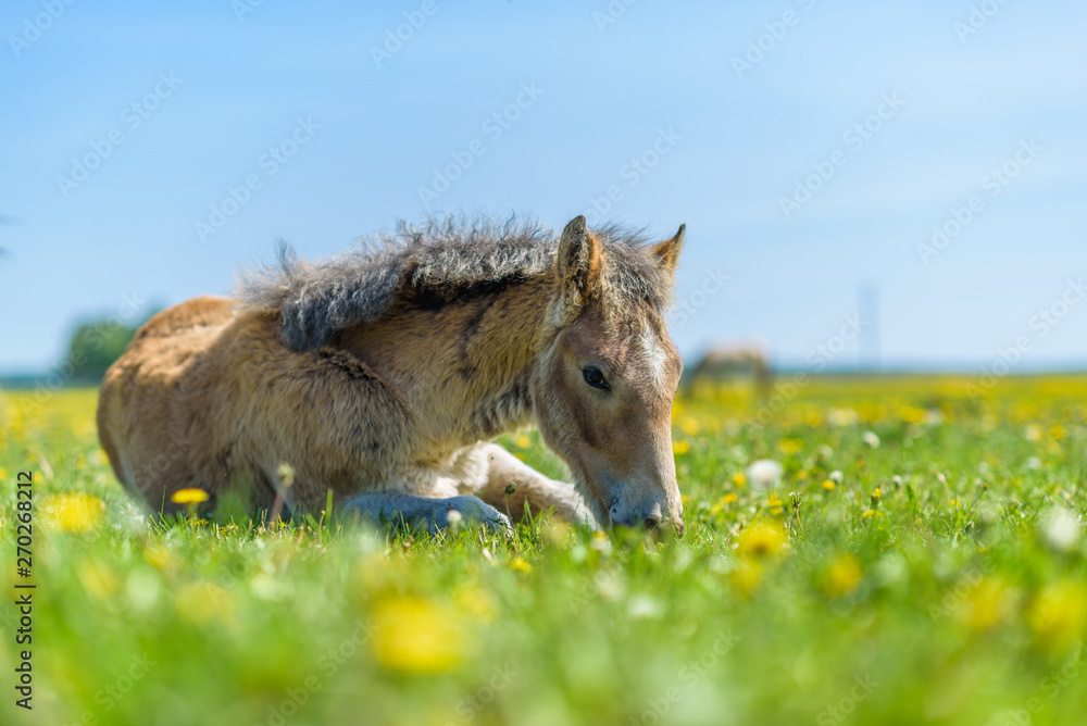 Fototapeta premium Young thoroughbred foal resting in a meadow.