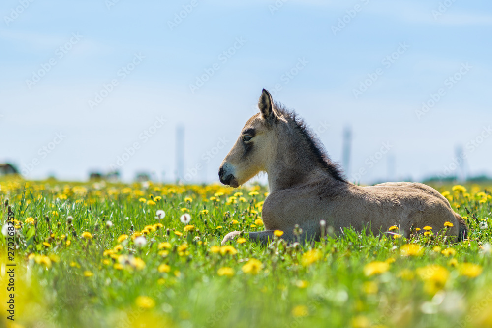 Young thoroughbred foal resting in a meadow. Young thoroughbred foal resting in a meadow.