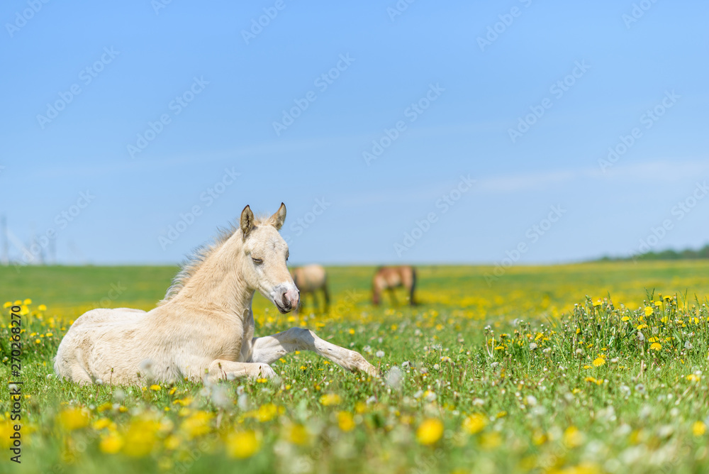 The young thoroughbred foal lies on the field of dandelions. The young thoroughbred foal lies on the field of dandelions.