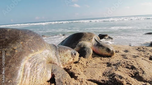 Arrival of sea turtles, massive event to lay their eggs on the beach. Olive ridley turtle on the Mexican coasts photo