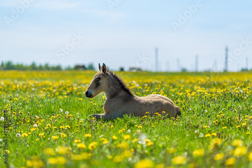 Young thoroughbred foal resting in a meadow.