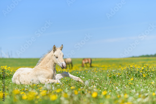 The young thoroughbred foal lies on the field of dandelions.