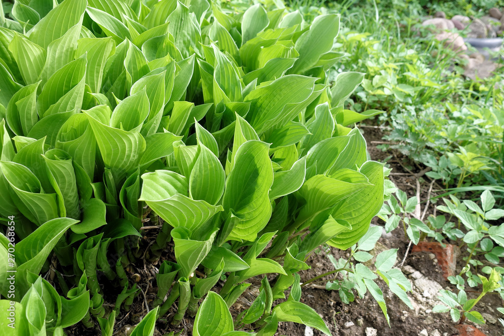 Hosta leaves pattern background. Summer plants wallpaper. Hosta lily leaf . Hosta leaves pattern background. Summer plants wallpaper. Hosta lily leaf .