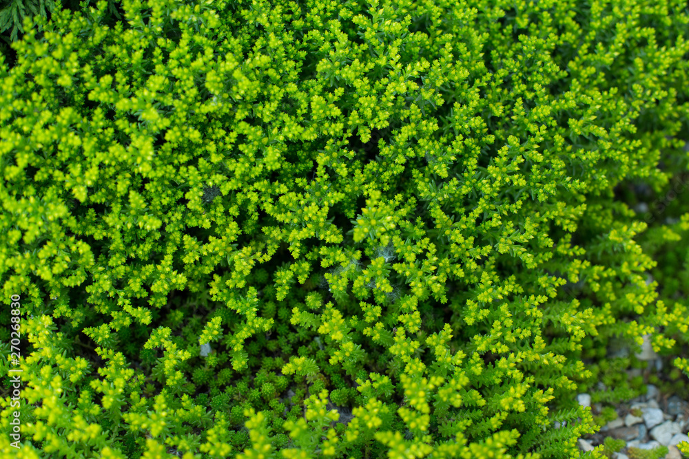 green, light green grass-moss as a texture green, light green grass-moss as a texture