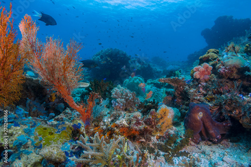 A beautiful reef scape with corals in blue water