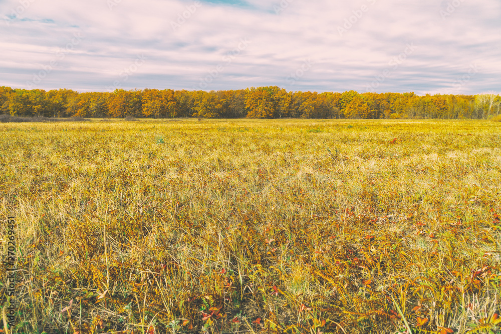 Obraz premium Autumn Yellow orange autumn forest in front of meadow with dry grass