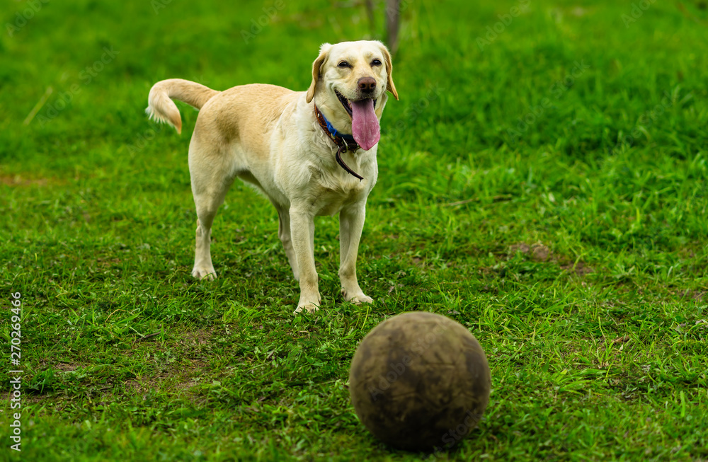 Labrador dog runs on the green grass and plays with the ball