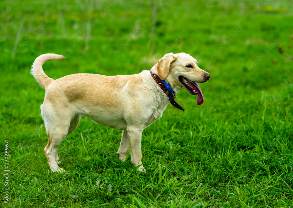 Labrador dog runs on the green grass and plays with the ball