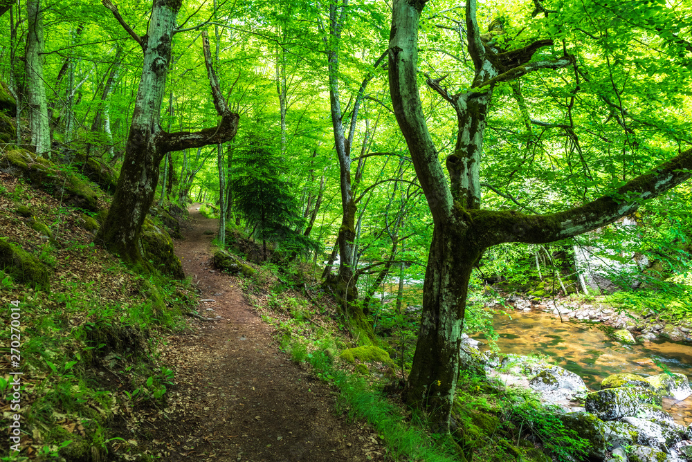 River in green forest. Rhodope mountain, Bulgaria near Devin city. River in green forest. Rhodope mountain, Bulgaria near Devin city.