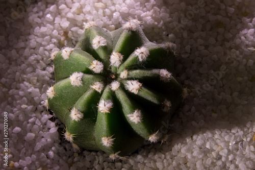 top view on Echinopsis subdenudata at night time photo