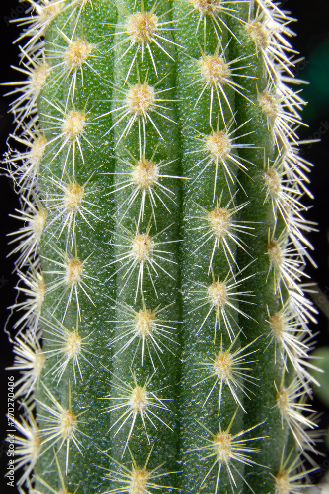 cactus background cactus background