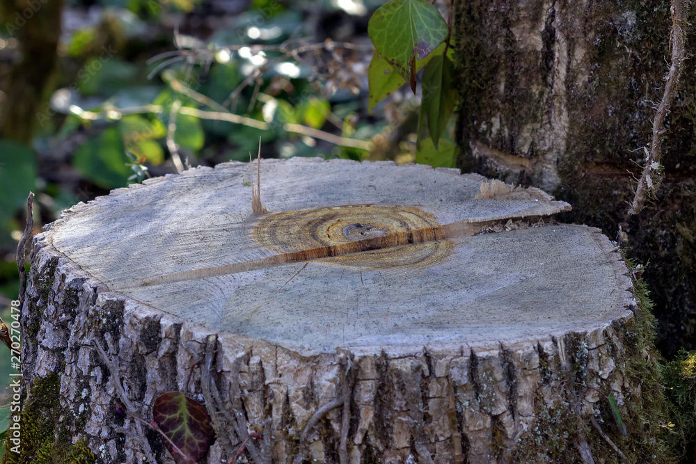 Obraz premium Sawn wood in the forest for timber for raw materials .