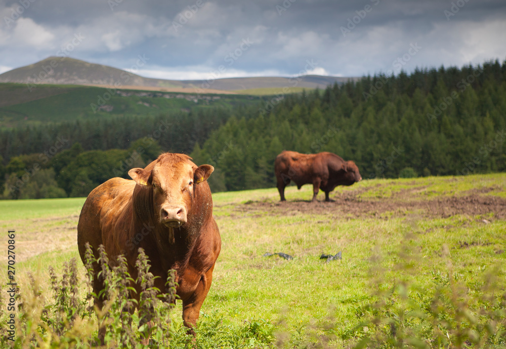 Bulls in a field on a cattle farm in the Scottish Highlands Bulls in a field on a cattle farm in the Scottish Highlands
