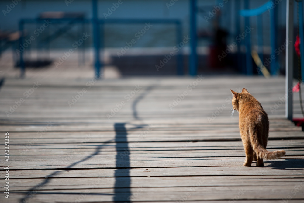 Red cat walks on pier, surrounded by water.