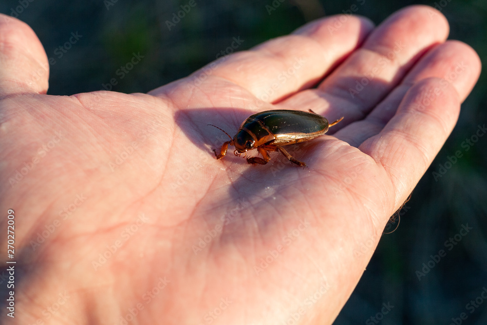 One predatory diving beetle (Dytiscidae) in entomologis hand, closeup. Man holds a live insect in the palm of his hand. One predatory diving beetle (Dytiscidae) in entomologis hand, closeup. Man holds a live insect in the palm of his hand.