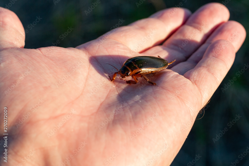 One predatory diving beetle (Dytiscidae) in entomologis hand, closeup. Man holds a live insect in the palm of his hand.