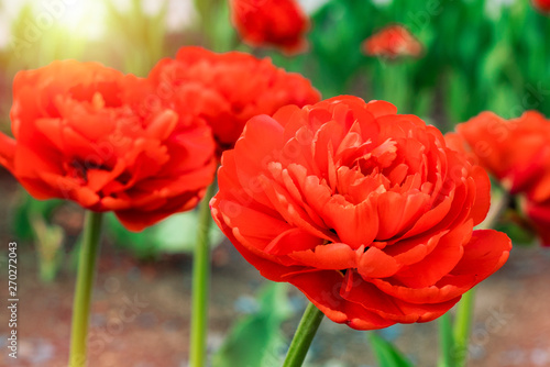 Red tulips bloom in the garden. Close up. Floral background. Toning