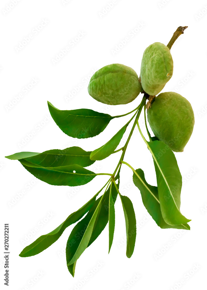 Fototapeta premium Green almond branch isolated on white background. Leaves and young fruits of almond tree.