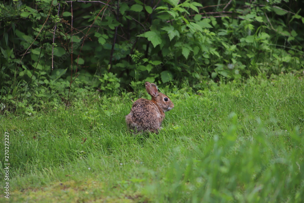 Eastern Cottontail (Sylvilagus Floridanus) Rabbit in the Wild Eastern Cottontail (Sylvilagus Floridanus) Rabbit in the Wild