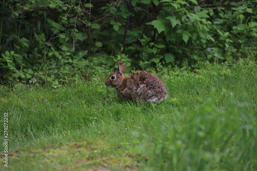 Eastern Cottontail (Sylvilagus Floridanus) Rabbit in the Wild