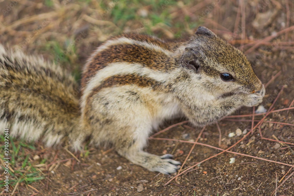 Close up of Small Squirrel Looking For Food On The Ground Close up of Small Squirrel Looking For Food On The Ground