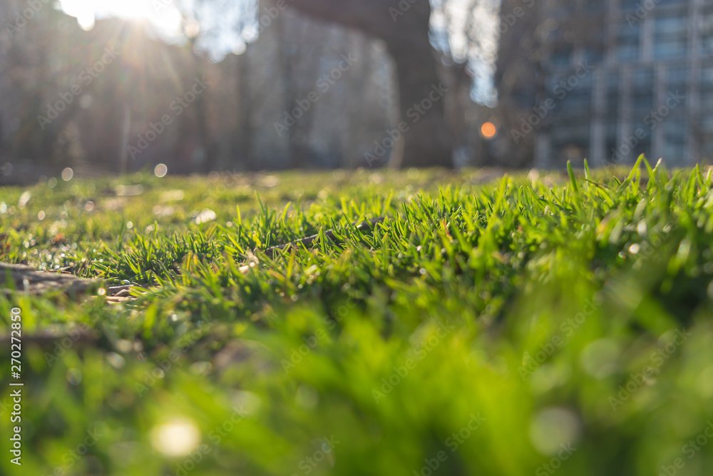 Fresh green field of grass, on a bright and sunny afternoon in New York City Fresh green field of grass, on a bright and sunny afternoon in New York City